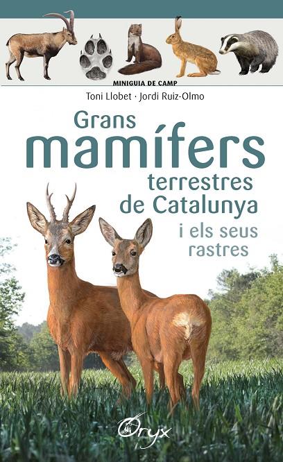 Grans mamífers terrestres de Catalunya i els seus rastres | 9788490347881 | Ruiz-Olmo, Jordi / Llobet François, Toni