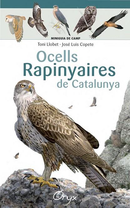 Ocells rapinyaires de Catalunya | 9788490346785 | Llobet François, Toni / Copete, José Luis